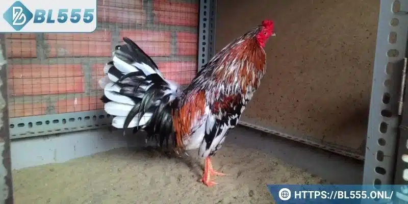 Gà ngũ sắc chân trắng - Đặc điểm và bí kíp chơi dành cho bạn 4 Sơ lược về loại gà ngũ sắc hiếm có