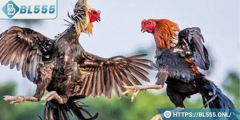 Trực tiếp đá gà BL555 – Trò chơi đá gà trực tuyến hấp dẫn 4 Trực tiếp đá gà được hiểu là gì?