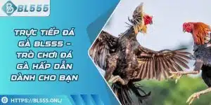 Trực tiếp đá gà BL555 – Trò chơi đá gà trực tuyến hấp dẫn 4 Trực tiếp đá gà BL555 – Trò chơi đá gà trực tuyến hấp dẫn